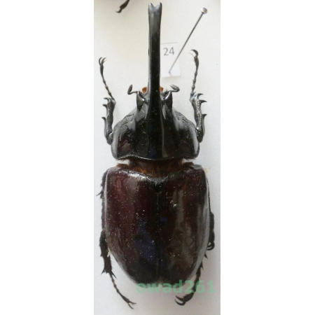 Augosoma centaurus (Fabricius, 1775) male Tanzania 68mm24